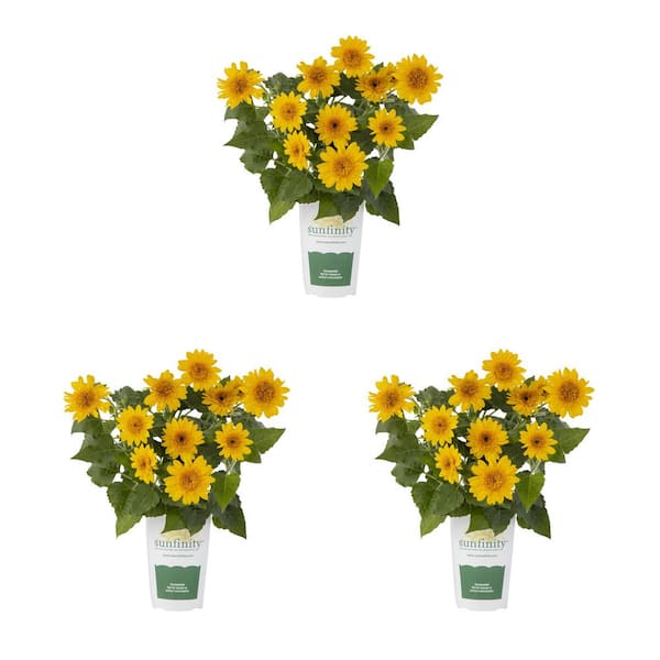 METROLINA GREENHOUSES 2 qt. Sunflower Sunfinity Double