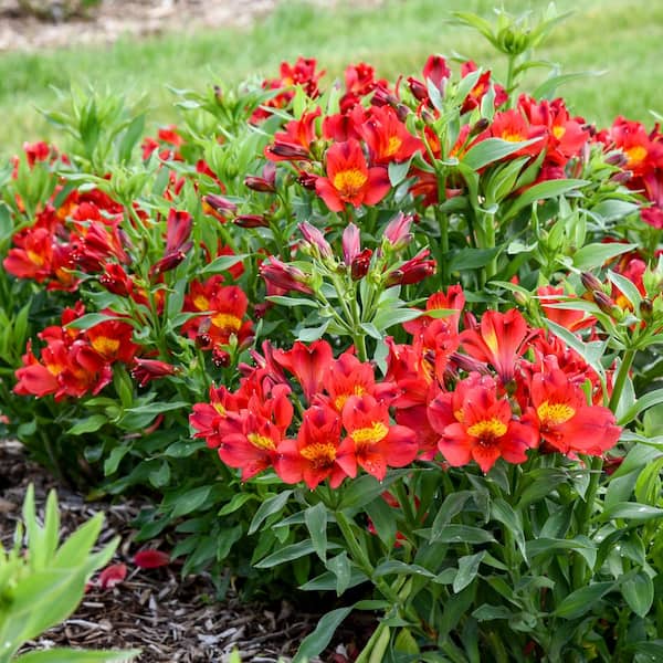 Proven Winners 1 Gal. Summer Heat Peruvian Lily (Alstroemeria