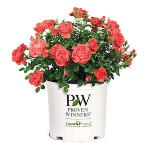 PROVEN WINNERS 2 Gal. Oso Easy Mango Salsa Rose Plant with Ruby-Red ...
