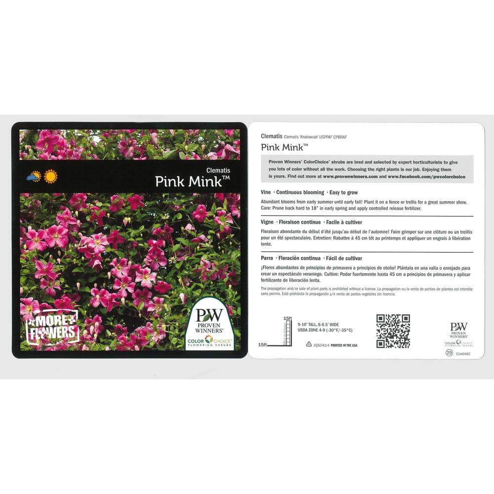 Pink Mink Clematis Trailing Flowering Shrub, 4.5 in. Quart