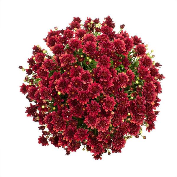 ALTMAN PLANTS 2.5 Qt. #1 Red Chrysanthemum Plant 17102 - The Home Depot