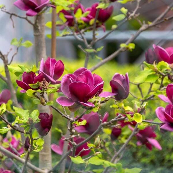 -magnolia- 2 gal. Genie Deciduous Japanese Magnolia Tree with Purple Flowers