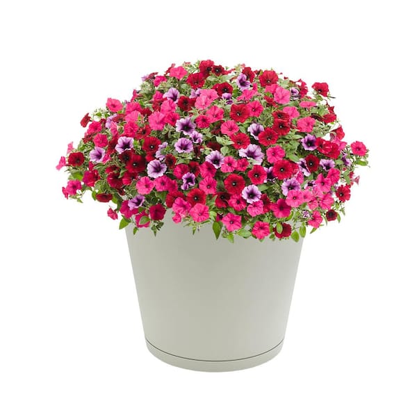 Pezonera levanta Busto Beige – Pink Pot Plant