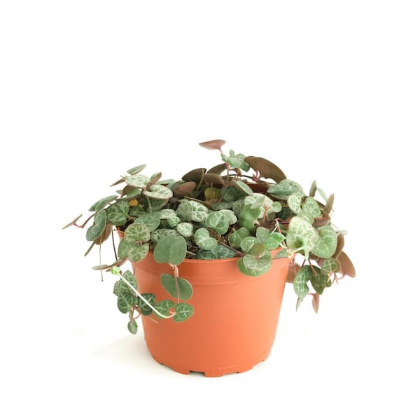 Shop Succulents String of Hearts Hanging, Rare Hanging Succulent, Ceropegia Woodii, Fully Rooted Live 4 in. Succulent Plant