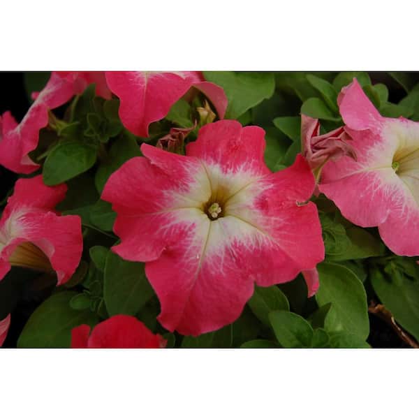 BELL NURSERY 4 in. Petunia Limbo GP Salmon Morn Annual Live Plant (6-Pack)
