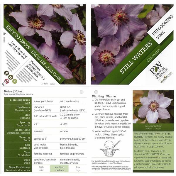 Proven Winners 4 5 In Qt Still Waters Clematis Live Shrub Light Violet Blue Flowers Clmprc1047800 The Home Depot