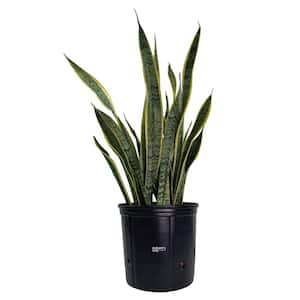 national PLANT NETWORK 2 Gal. Snake Plant Black Coral Sansevieria Plant in  10 in. Grower's Pot HD7552 - The Home Depot
