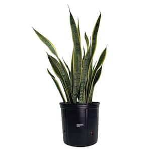 Sansevieria Laurentii Live Indoor Plant in Growers Pot Avg Shipping Height 2 ft. to 3 ft. Tall