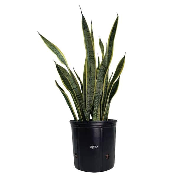 NATURE'S WAY FARMS Sansevieria Laurentii Live Indoor Plant in Growers ...