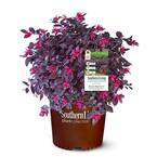 2 Gal. Purple Daydream Loropetalum Shrub with Pink Blooms in the Spring
