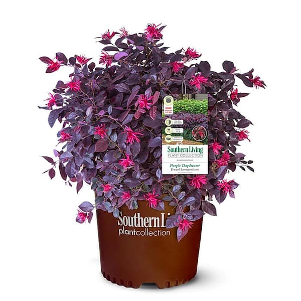 Southern Living Plant Collection 2 Gal. Purple Daydream Loropetalum Shrub with Pink Blooms in the Spring