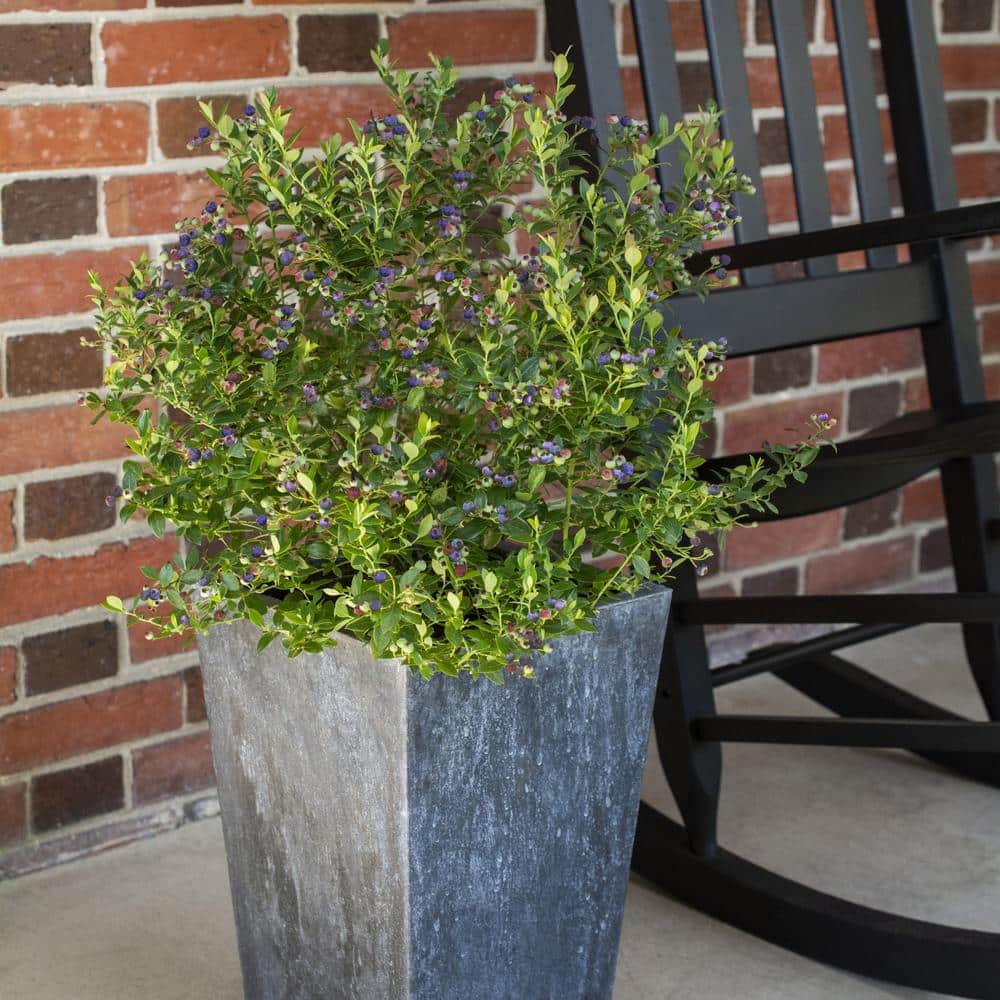 1-Gallon White Blueberry Buckle Plant in Container