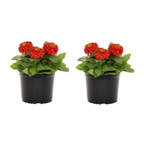 METROLINA GREENHOUSES 3 qt. Zinnia Red Annual Plant (2-Pack)