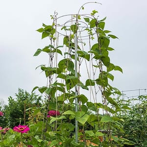 6 ft. T Bean Growing Tower