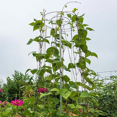 Climbing Plant Support Cage Garden Trellis Flowers Tomato Stand 3 Rings Super