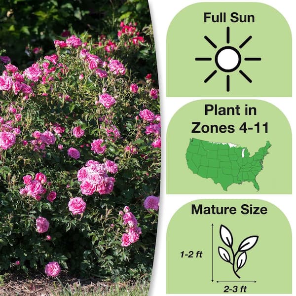 1 Gal. Sweet Drift Rose Bush with Pink Flowers (2-Pack)