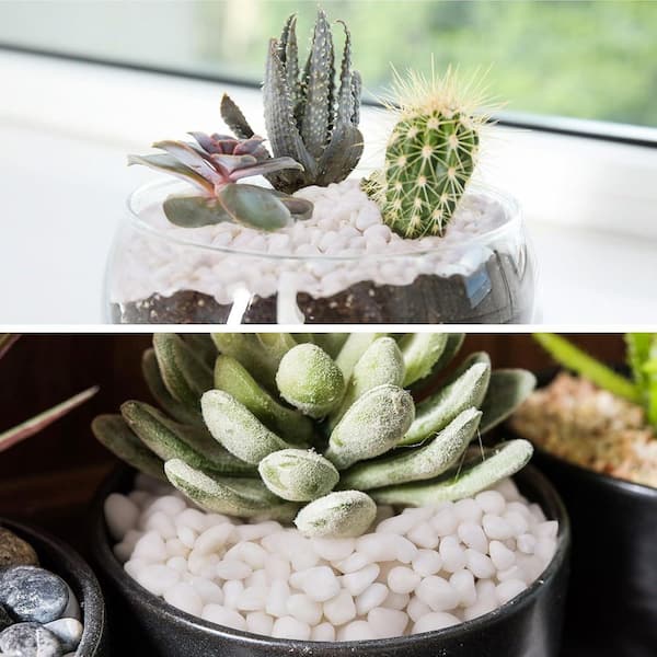.N/A 0.08 cu. ft. Decorative White Pebbles Garden Rock Type Plant Stones 5 lbs. Bag for Vases Indoor Pots and Terrariums