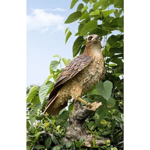 Wild Hawk Standing on Branch Garden Statue