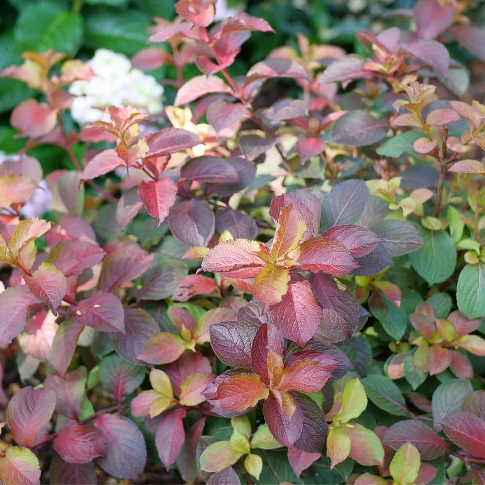 1 Gal. Midnight Sun Reblooming Weigela (Weigela Florida) Live Flowering Shrub with Pink Flowers price history on PriceWatchPro