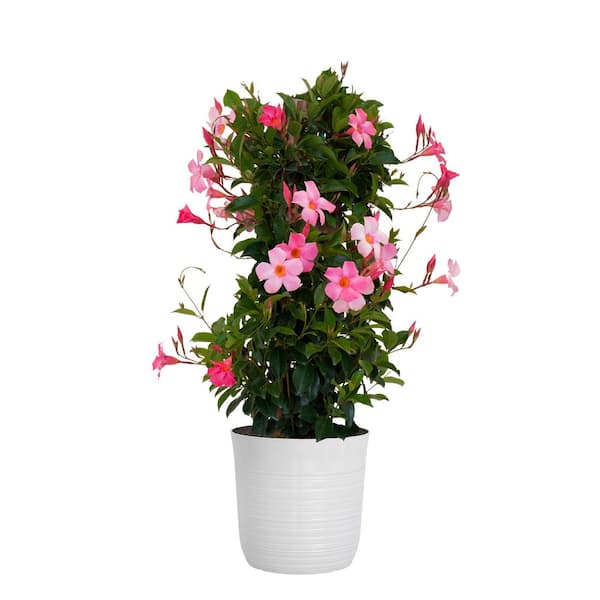 United Nursery Pink Mandevilla Trellis Live Outdoor Vining Plant In 10 