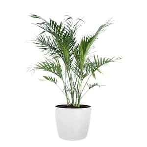 Cat Palm Chamaedorea cataractarum Indoor Outdoor Live Plant in 10 inch Premium Sustainable Ecopots White Pot