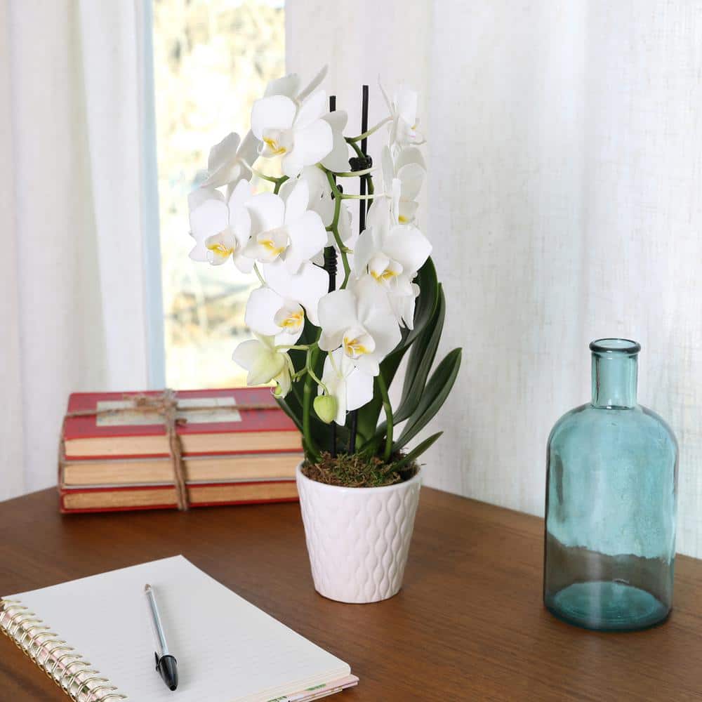 White Phalaenopsis Orchid in Beige Ceramic Pot