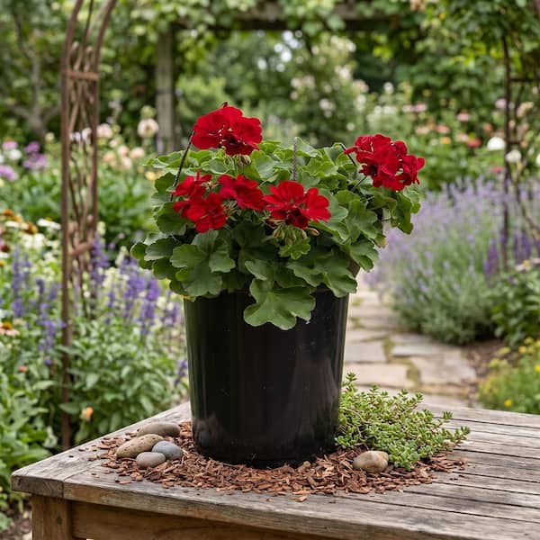 potted succulent ideas Large Succulent Circle Planter – WildFlora