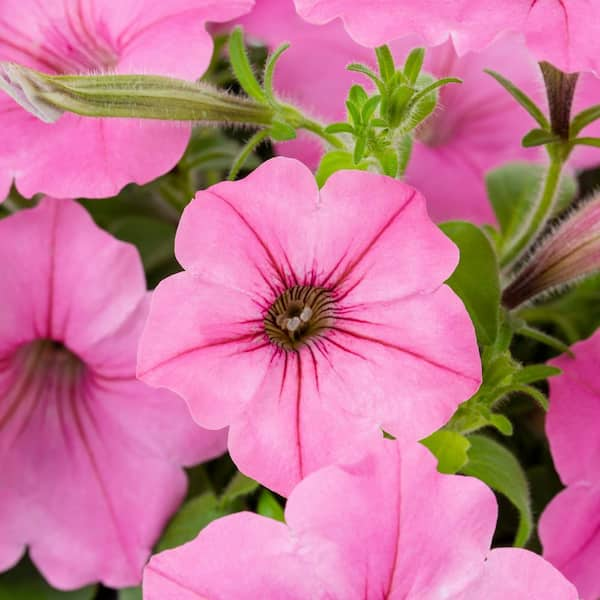 Starbucks Pink Crew Tumblers/cups Bubble Gum Bubble Gum Glass Thru Garden  Vacuum Pink Orange/yellow Floral Puffy Petunia 