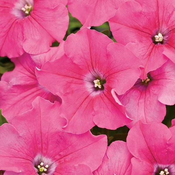 Proven Winners 4.25 in. Eco+ Grande Supertunia Giant Pink (Petunia Hybrid) Live Annual Plant with Pink Flowers 4-Pack