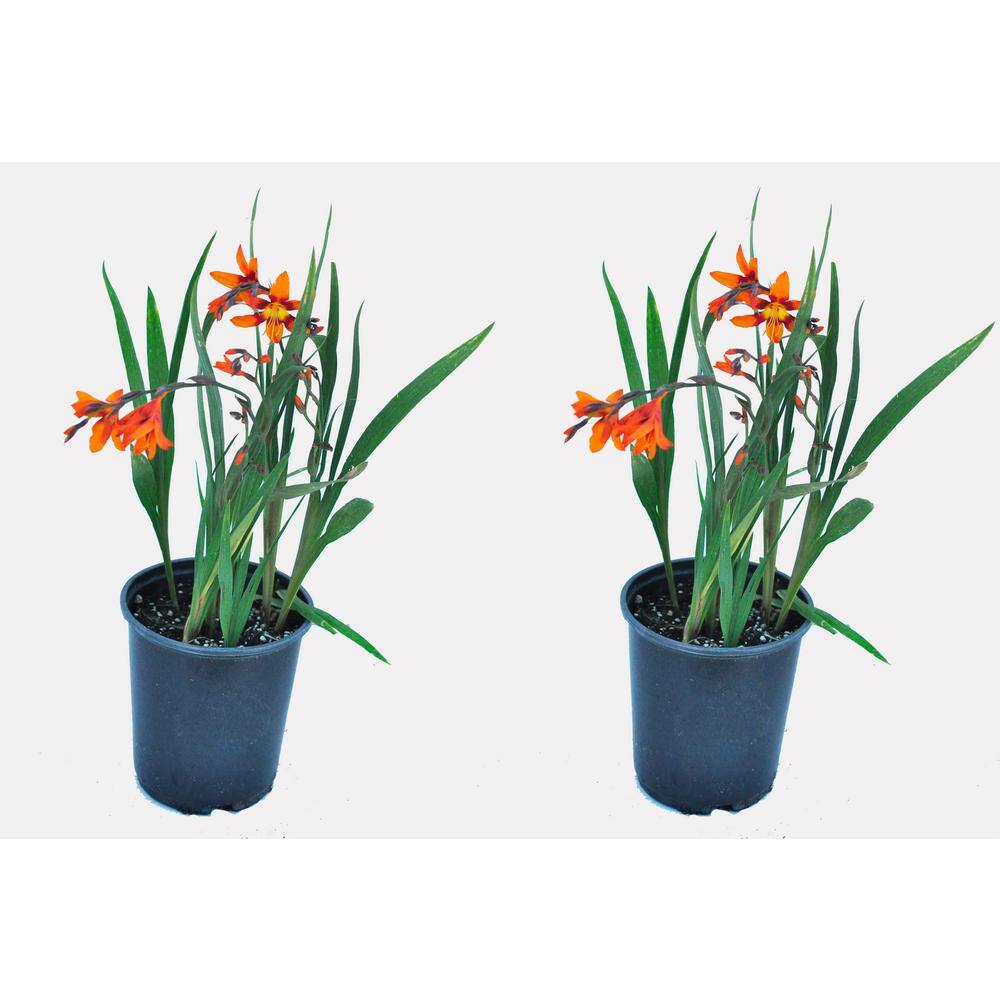 2.5 qt. Perennial Crocosmia Emily McKenzie (2-Pack)
