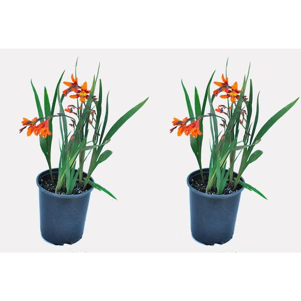 Unbranded 2.5 qt. Perennial Crocosmia Emily McKenzie (2-Pack)