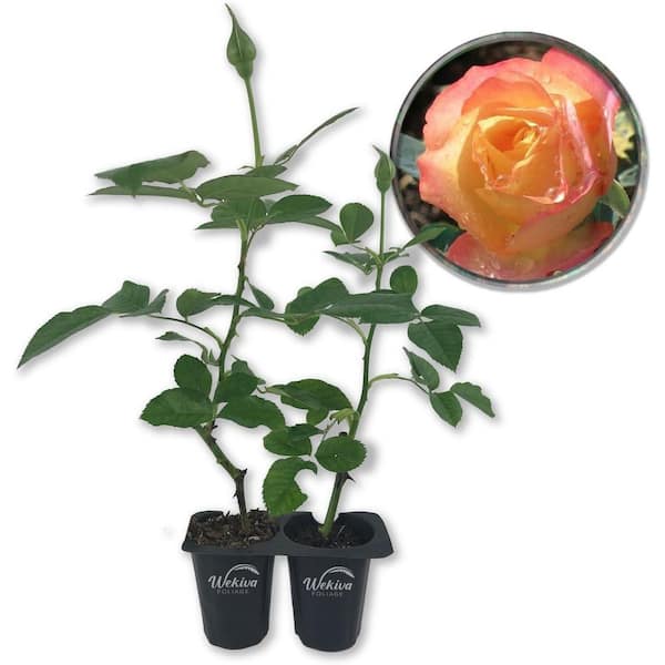 Wekiva Foliage About Face Rose Bush-2 Live Starter Plants in 2 in. Pots-Beautifully Fragrant Heirloom Rose from Florida