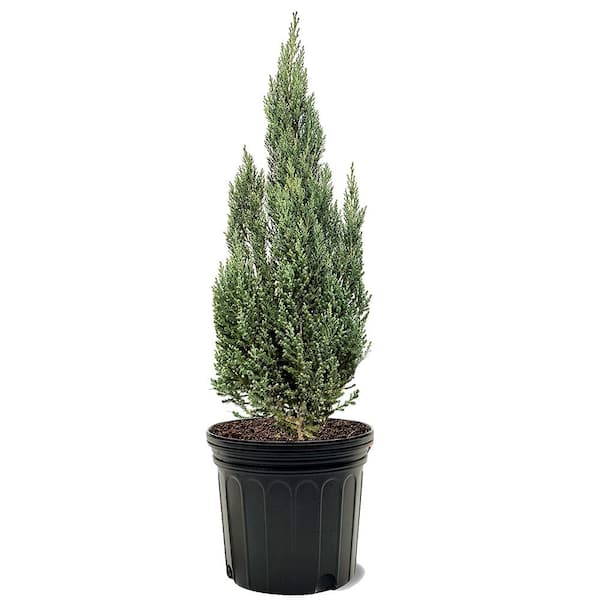 Unbranded 7 Gal. Blue Point Juniper Evergreen