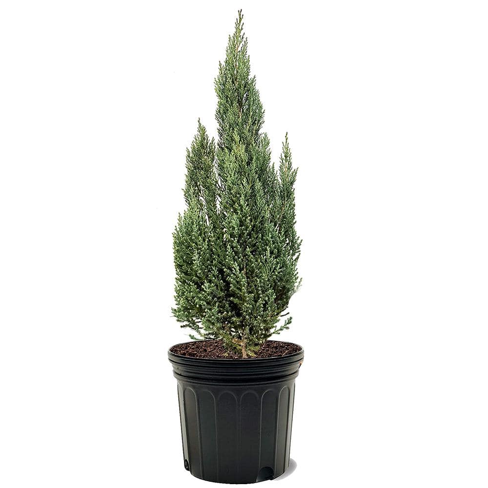 7 Gal. Blue Point Juniper Evergreen