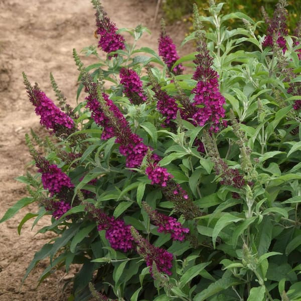 national PLANT NETWORK 3.25 in. Buddleia Chrysalis Dwarf Butterfly Cranberry Shrub with Pink Flowers (3-Pack)