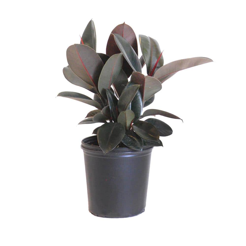 Ficus Elastica Burgandy Live Indoor Houseplant Shipped in 9.25 in. Grower Pot 24 in. to 34 in. Tall price history on PriceWatchPro