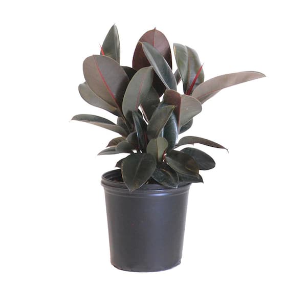 Ficus Elastica Burgandy Live Indoor Houseplant Shipped in 9.25 in. Grower Pot 24 in. to 34 in. Tall