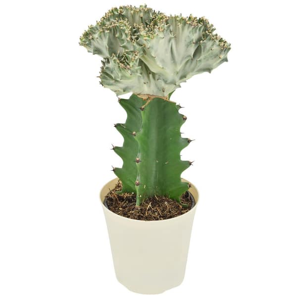 4 in. White Mermaid Tail Coral Cactus Live Indoor Plant in Beige Plastic Pot Cover