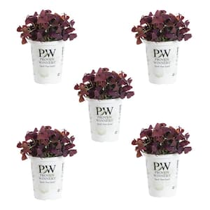1.5 Pt. Proven Winners Oxalis Charmed Wine Purple Annual Plant (5-Pack)