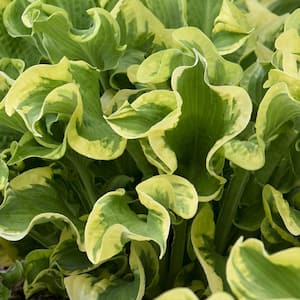 4 in. Hosta Shadowland Wheee! Perennial Plant with Variegated Foliage (3-Pack)