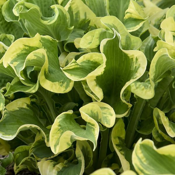 national PLANT NETWORK 4 in. Hosta Shadowland Wheee! Perennial Plant with Variegated Foliage (3-Pack)