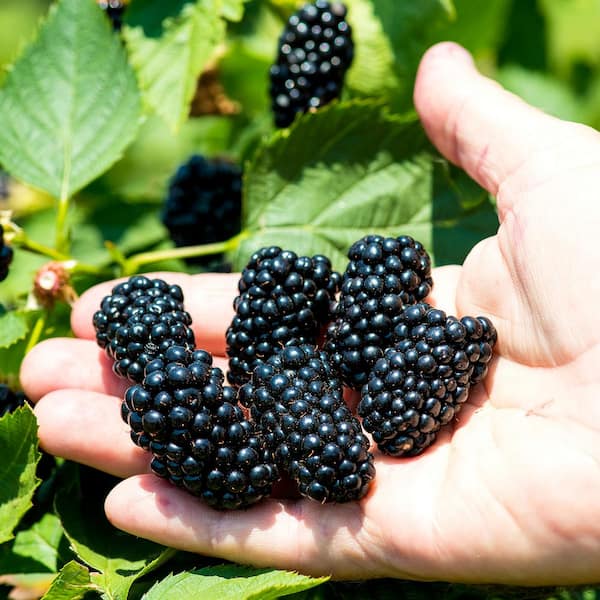 Perfect Plants 3 Gal. Natchez Thornless Blackberry Bush in
