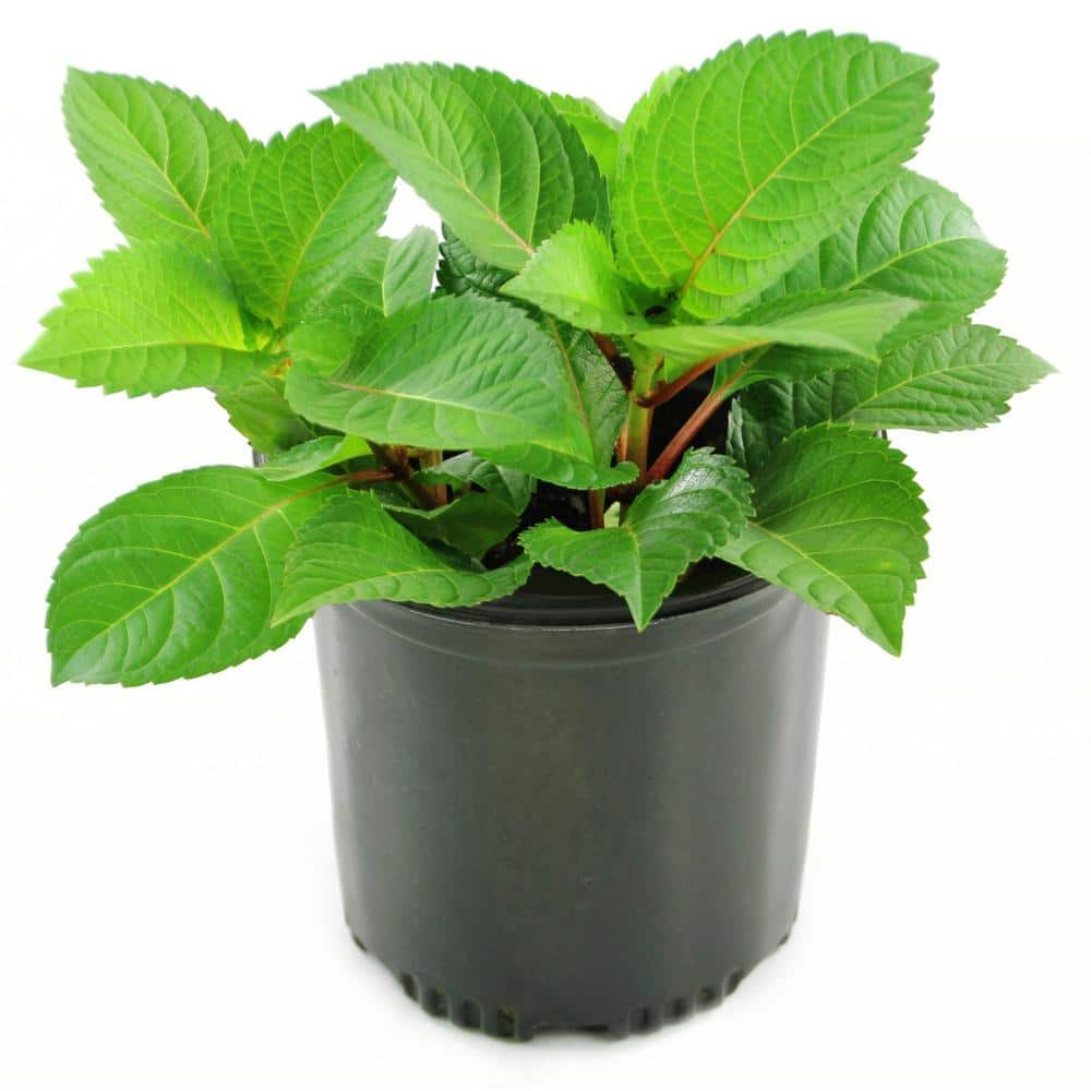 national PLANT NETWORK 3 Gal. Hydrangea Red Beauty Shrub with Red ...