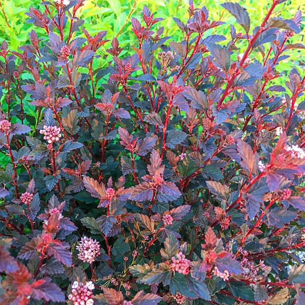 Spring Hill Nurseries 1 Gal. Pot, Center Glow Ninebark (Physocarpus) Potted Deciduous Flowering Shrub (1-Pack)