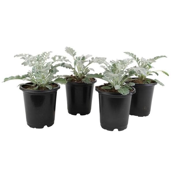 ALTMAN PLANTS - Dusty Miller Silvery-Grey Outdoor Foliage Garden Annual Plants in 4 in. Grower Pots (4-Pack )