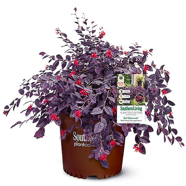 Southern Living Plant Collection 2 Gal. Red Diamond Loropetalum Shrub with Burgundy Foliage and Bright Red Blooms