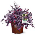 5 Gal. Red Diamond Loropetalum Shrub with Burgundy Foliage and Bright Red Blooms