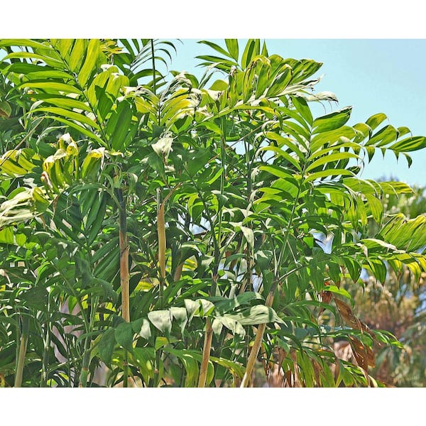Wekiva Foliage Hardy Bamboo Palm-3 Live Plants in 4 in. Growers Pots-Chamaedorea Microspadix-Extremely Rare Ornamental Palms