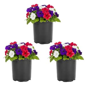 2 QT. Petunia Red, White and Blue Mix Annual Plant (3-Pack)