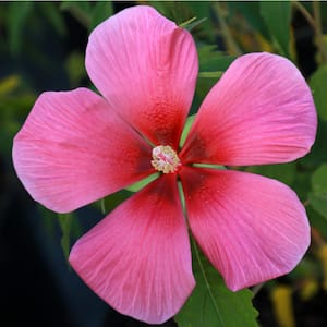 2 Gal. Amaretto Pink Summer Spice Hibiscus Plant